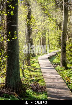 Beautiful wooden path in the middle of forest with vresh growth during spring in gothenburg sweden Stock Photo