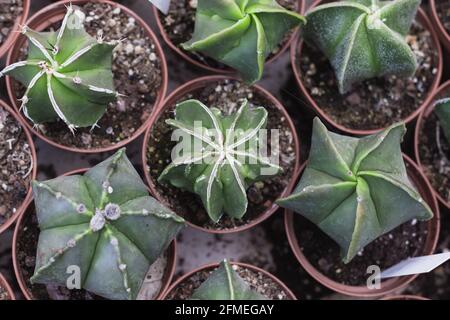 Top view of small brown pots with small seedlings of special cactus varieties inside Stock Photo