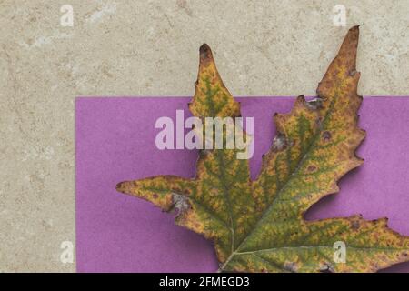Large leaf in fall colors, on a purple and marble background Stock Photo
