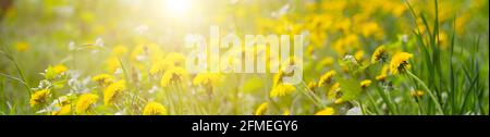 Panorama blurred background of green field with dandelion and bright sunlight. Stock Photo