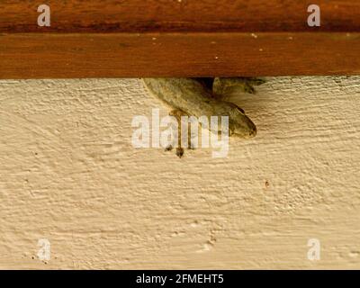 Closeup of Common House-Gecko (Hemidactylus frenatus) hiding behind wood on wall Bali, Indonesia. Stock Photo