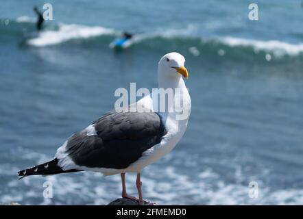 A seagull poses for a photo with surfers riding waves in the background Stock Photo