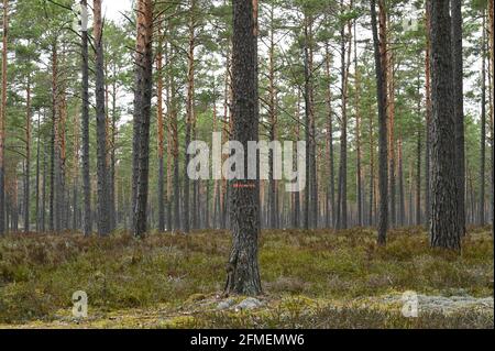 Pine forest with marked trees for cutting in the foreground. Stock Photo