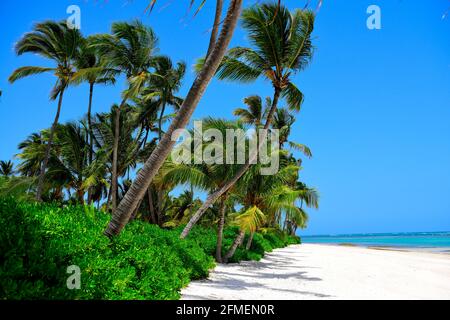 Tropical sandy beach, coconut trees and blue Caribbean sea on a sunny cloudless day In the Dominican Republic Stock Photo