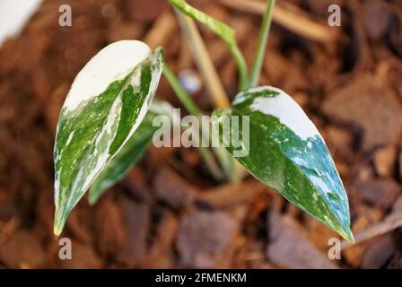 Epipremnum Pinnatum Variegated in the pot Stock Photo - Alamy