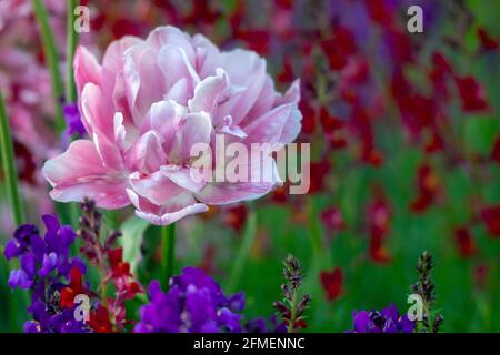 Pink Tulip (Tulipa species) - Asheville, North Carolina, USA Stock Photo