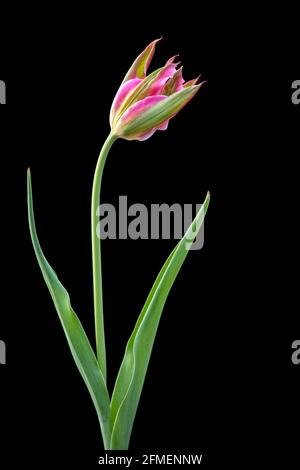 Single Pink Tulip (Tulipa species) isolated on black background - Asheville, North Carolina, USA Stock Photo