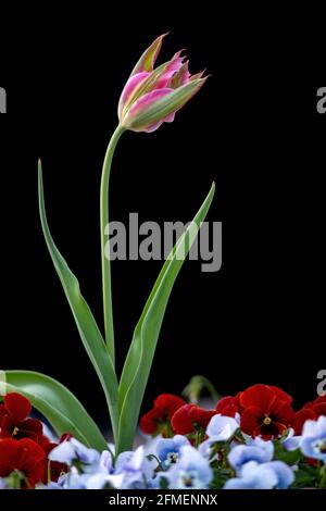 Single Pink Tulip (Tulipa species) isolated on black background - Asheville, North Carolina, USA Stock Photo