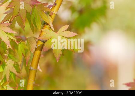 maple leaf in september at sunset on blur background Stock Photo