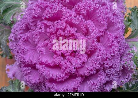 broccoli plant brassica oleracea acephala close up view from above in daylight Stock Photo