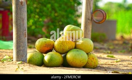 Bael fruits are of dietary use and the fruit pulp is used to prepare delicacies like murabba, puddings and juice. Stock Photo