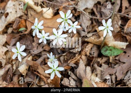 Sharp-Lobed Hepatica grows among the dead leaves on the forest floor at Metea County Park near Fort Wayne, Indiana, USA. Stock Photo