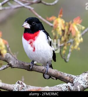 Male Rose Breasted Grosbeak ( Pheucticus ludovicianus) Perched on Branch Front View Stock Photo