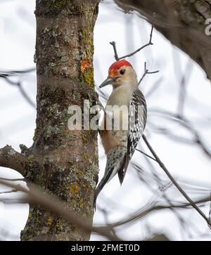Male Red Bellied Woodpecker ( Melanerpes Carolinus ) Perched On Tree Stock Photo