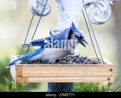 North American Blue Jay ( Cyanocitta Cristata) In Feeder with Beak Open Stock Photo