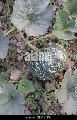 green colored raw pumpkin closeup on firm for harvest Stock Photo - Alamy