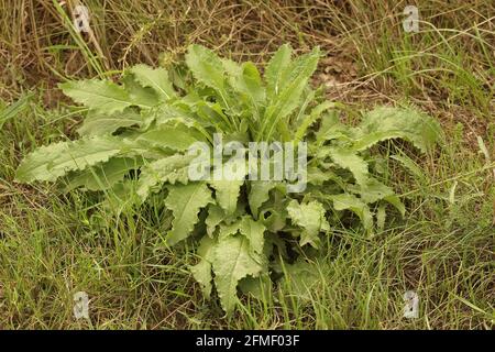 Green large perennial in a park Stock Photo