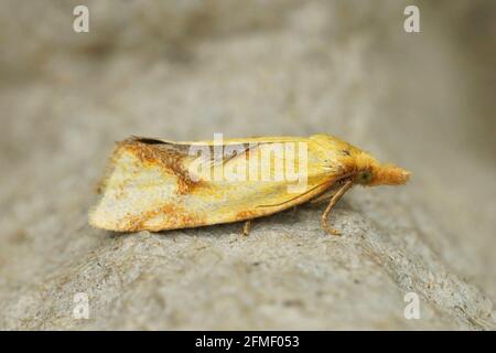 A hook-marked straw moth in the garden Stock Photo