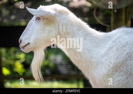 White Saanen goat (Capra aegagrus hircus) in the Outback Station children's petting zoo barnyard at Zoo Atlanta in Atlanta Georgia. (USA) Stock Photo