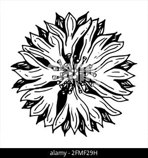 Cornflower, black and white illustration Stock Vector