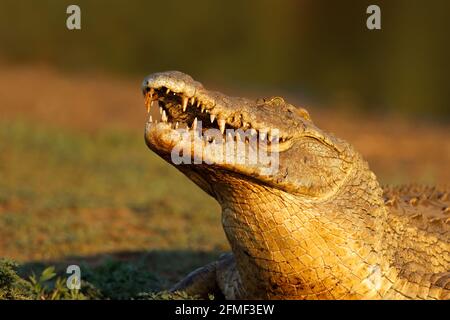 Portrait of a large Nile crocodile (Crocodylus niloticus) with open jaws, Kruger National Park, South Africa Stock Photo