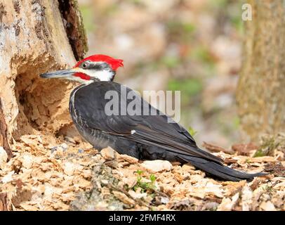 Pileated woodpecker cut out a hole on a tree trunk into the forest, Quebec, Canada Stock Photo