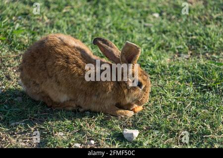 red rabbit on green grass in Sunny day Stock Photo