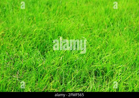 Close Up photo on green lawn as background material Stock Photo