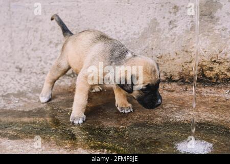 A beautiful and cuddly English mastiff puppy drinking water from a fountain Stock Photo