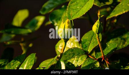 Dew drops on beautiful closed rose bud after the rain in sunshine lights black background, summer concept Stock Photo