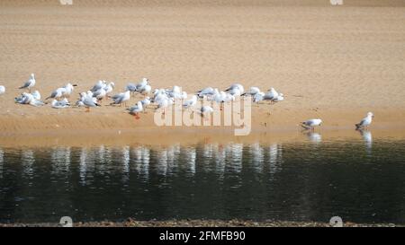 A reflection of a flock ofseagulls, gulls on a sandbar their blurred images mirrored in the rippled water on the wet sand, Australia, beach, Sea birds Stock Photo
