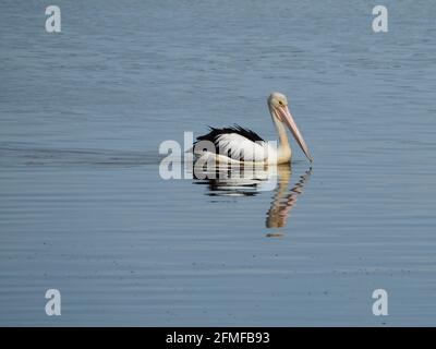 Bird, an Australian Pelican with a wrinkled mirror image reflection of itself in the rippled water as it floats along.  Majestic Stock Photo