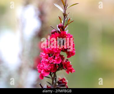 Tea Tree Manuka Manuka Myrtle Broom Tea Tree New Zealand Teatree Leptospermum scoparium flowers close up with spider web threads Stock Photo