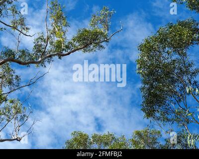 Eucalyptus. Gum tree branches and leaves way up in the blue Aussie sky. Fluffy white clouds Good for presentation background, space for text in centre Stock Photo