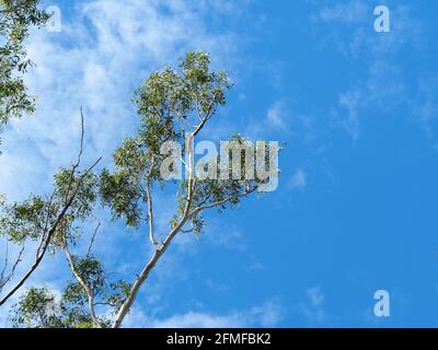 Looking upwards at a eucalyptus tree in a forest Stock Photo - Alamy