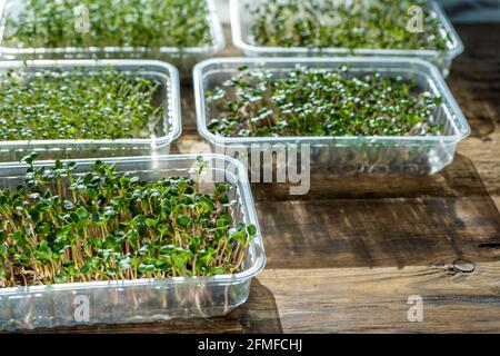 Growing microgreen in plastic trays. Germinating seeds for vegan eco food. Set of different plants. House garden on the windowsill. Organic friendly c Stock Photo