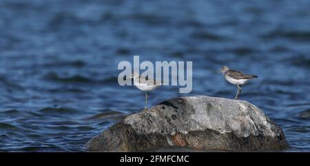 Two Common Greenshank standing on sea rock Stock Photo