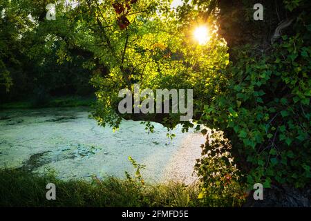 Setting sun shining through foliage of an old tree and overgrown pond in park Stock Photo