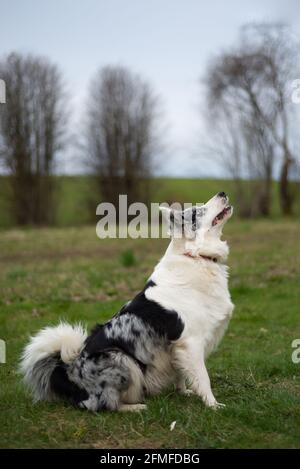 The black and white border collie sits and looks up at the green grass Stock Photo