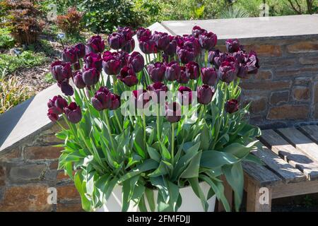 The dramatic queen of the night tulips planted in an earthernware plant pot Stock Photo