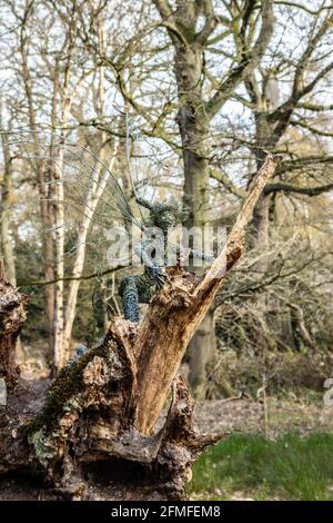 metal wire fairy sculpture on old tree stump and daffodils at Trentham Gardens near Stoke on Trent Staffordshire Stock Photo