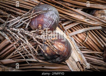 Dried coconut fruits on dried coconut leaves Stock Photo