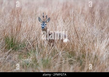 Roe Deer buck in marsh grasses in spring, with velvet falling off antlers - Scotland, UK Stock Photo