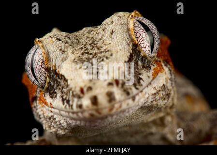 Gargoyle gecko (Rhacodactylus auriculatus) Stock Photo