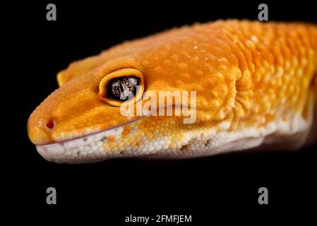 Tangerine leopard gecko (Eublepharis macularius) Stock Photo