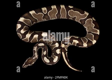Scaleless Ball python (Python regius) is a captive bred variation of the most popular pet snake species in the world. This mutation is completely with. Stock Photo