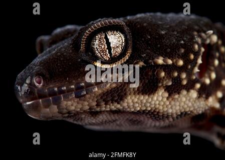 The Black knight Leopard gecko (Eublepharis macularius) is a very popular captive bred variety of the most popular pet lizard species in the world. Stock Photo