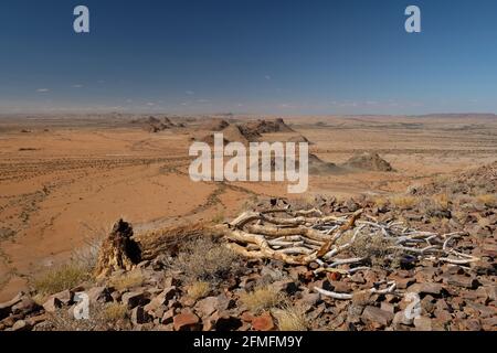 Dead Aloidendron dichotomum commonly known as the Quiver tree / Kokerboom in the dry desert landscape of Riemvasmaak northern cape South Africa. Stock Photo