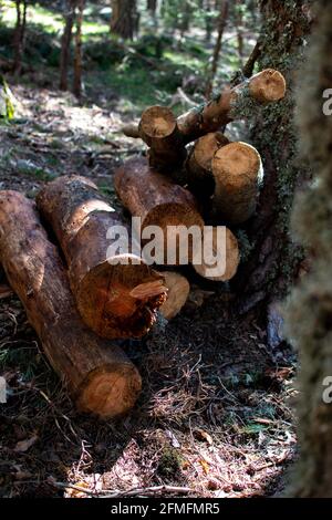 Small pile of logs cut and piled up in a tree in a forest. Stock Photo