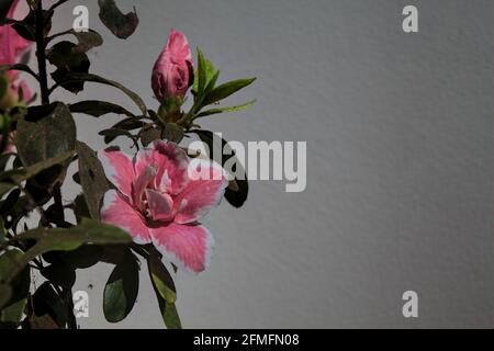 Pink azalea in bloom on a white backdrop Stock Photo